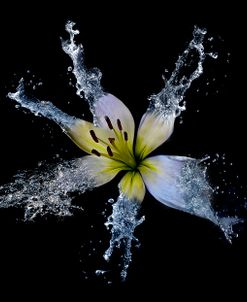 Lily Splish Splash