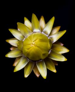 Yellow Straw Flower