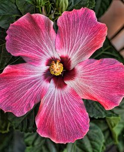 Pink Hibiscus