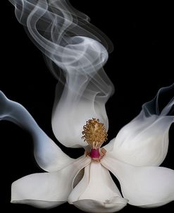 Smoking Magnolia