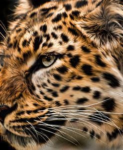 Amur Leopard Copy
