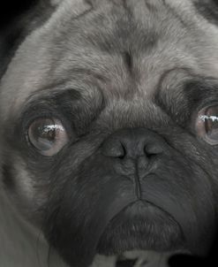 Pug