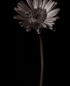 Gerber Daisy Copy