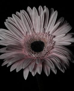 Gerber Daisy