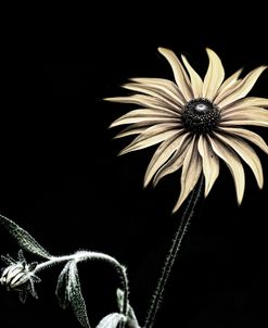 Sunflower Copy