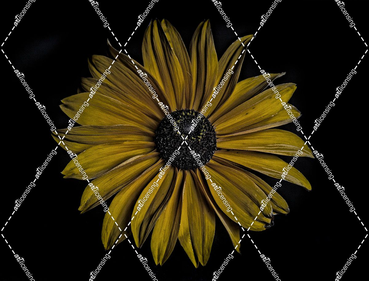 Bold Sunflower