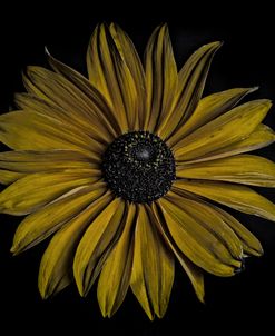 Bold Sunflower