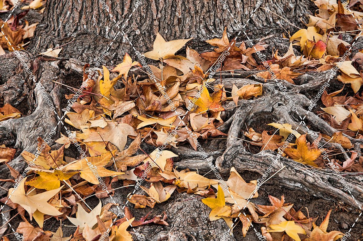 Fallen Yellow Leaves