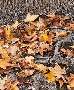 Fallen Yellow Leaves