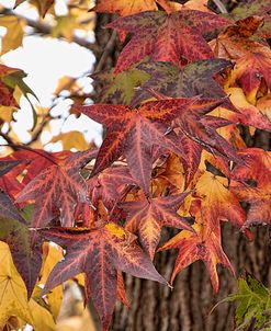 Red Fall Leaves