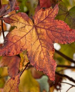 Fall Leaf Portrait