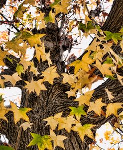 Fall Leaves