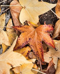 Fallen Leaves