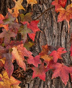 Red Leaves On A Tree