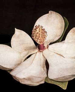 Magnolia 2