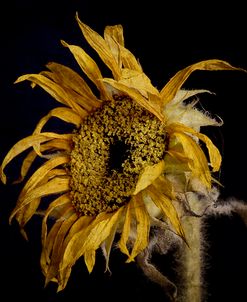 Dried Sunflower 2