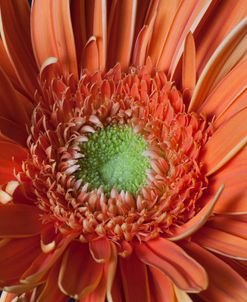 Gerber Daisy Close-up