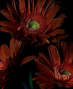 Gerber Daisy 2