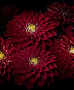 Dahlia
