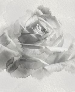 White Rose