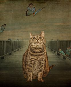 Cat and Butterflies