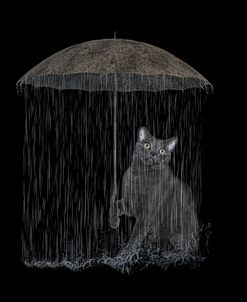 Cat in Rain