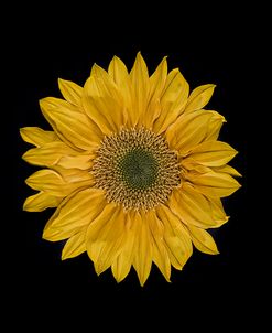 Sunflower 2