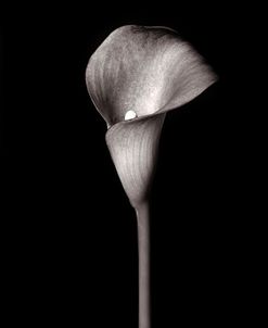 Calla Lily 2