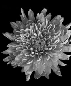 Chrysanthemum