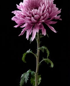 Chrysanthemum 2