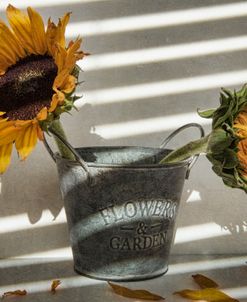 Sunflowers in Bucket