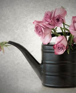 Roses in Watering Can