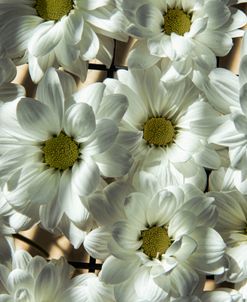 White Daisy