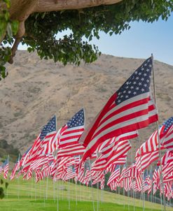 American Flags 4