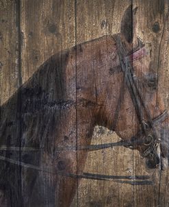 Horse Portrait