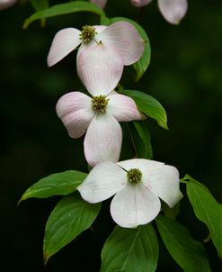 Dogwood