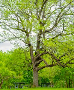 Large Tree