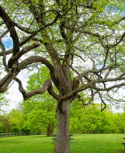 Park Tree