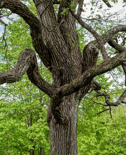 Tangled Tree Branches