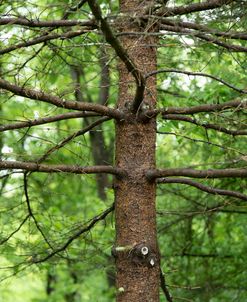 Tree Branches