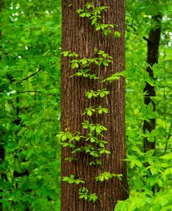 Tree With Leaves