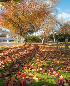 Autumn in the Park