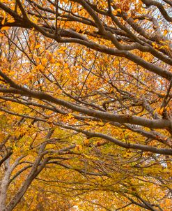 Autumn Trees