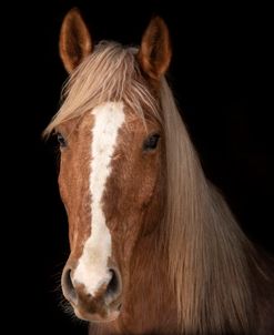 Portrait of a Horse