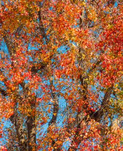 Fall Colors