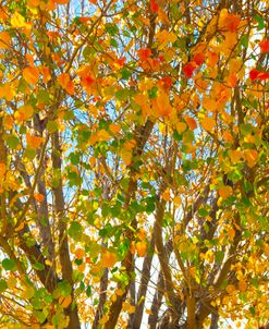 Golden Tree of Leaves