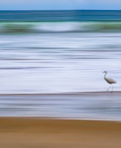 Sea Crane on the Beach