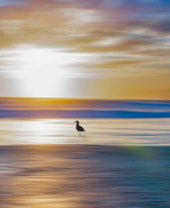 Seagull at the Beach