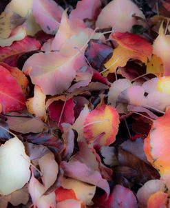 Soft Fall Leaves