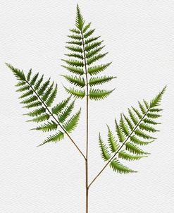 Fern Leaves